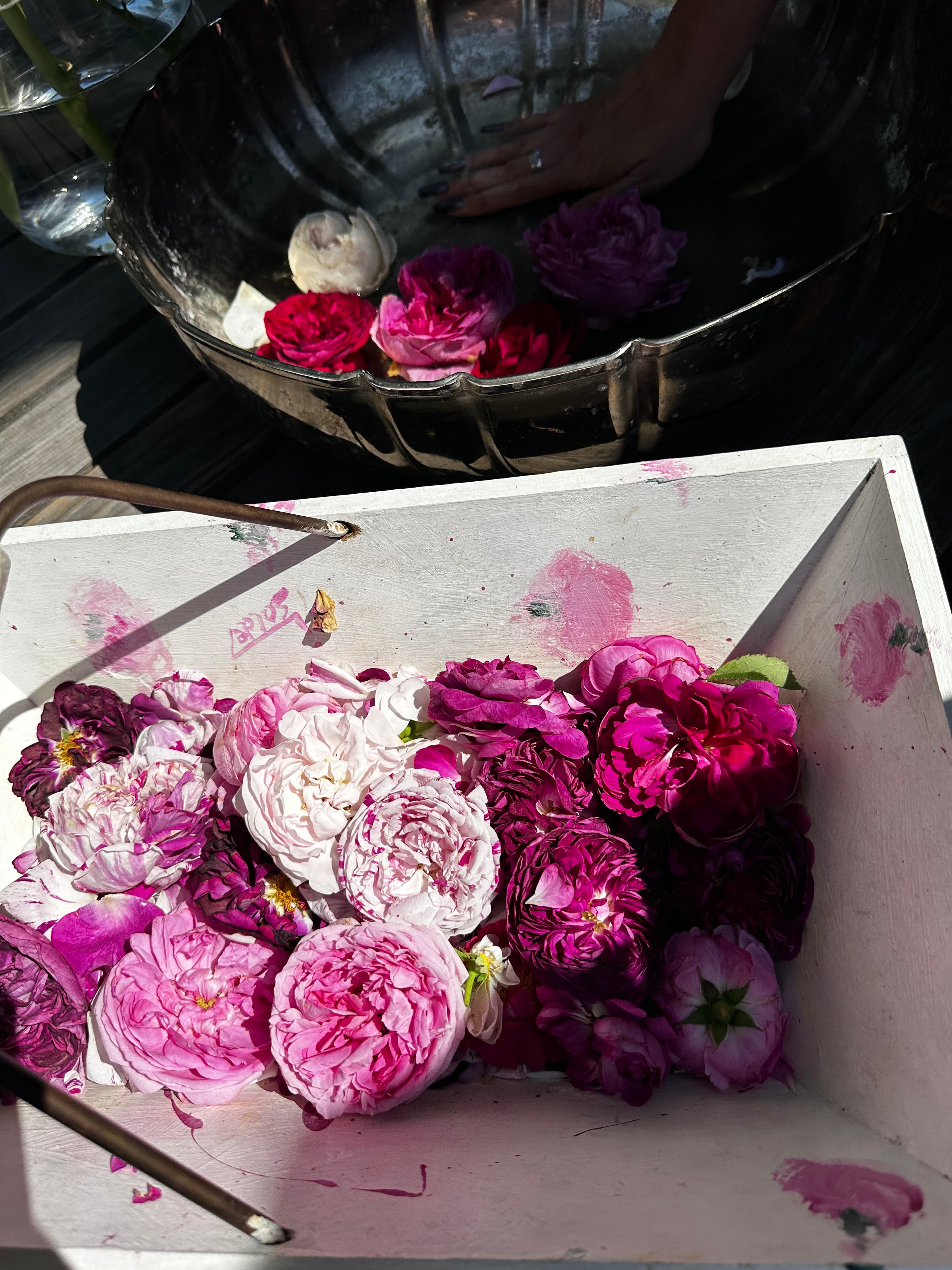 Alte Rosen