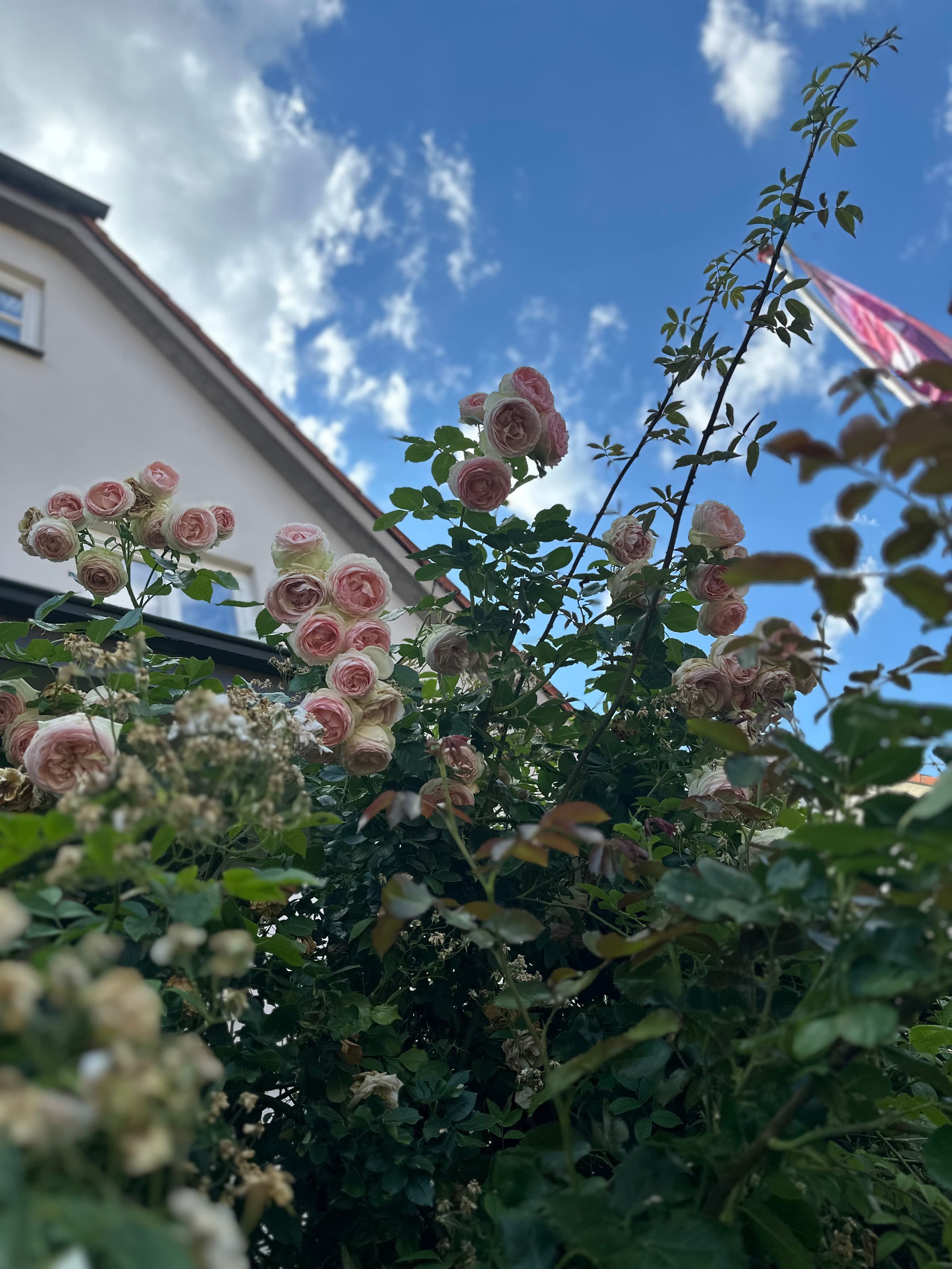 Alte Rosen